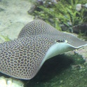 Marineland - Aquarium - 078